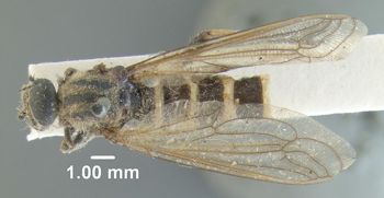 Media type: image;   Entomology 10653 Aspect: habitus dorsal view